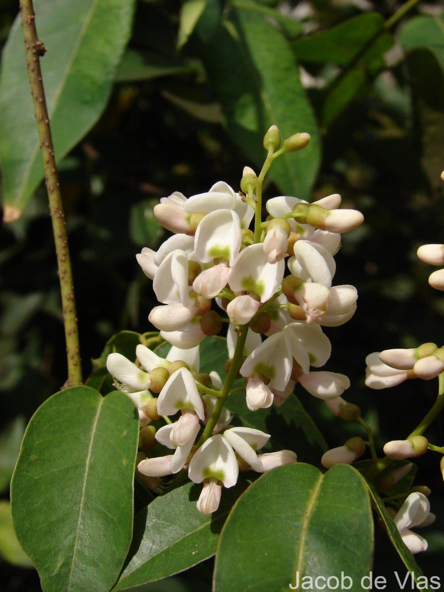 Derris trifoliata Lour.